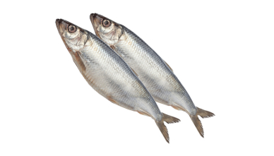 Сельдь н/р 350гр+ Фарерские острова (181) монолит 14,5кг/29кг