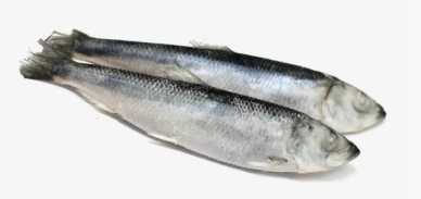 Салака н/р штучная Вкус моря короб. 15 кг