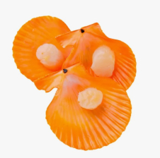 Гребешок морской на половинке раковины (7-8 см) Китай (3700/02B07) уп. 1/10 кг+